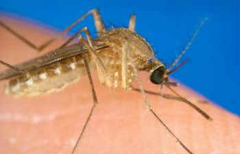 Народные средства от комаров и мошек